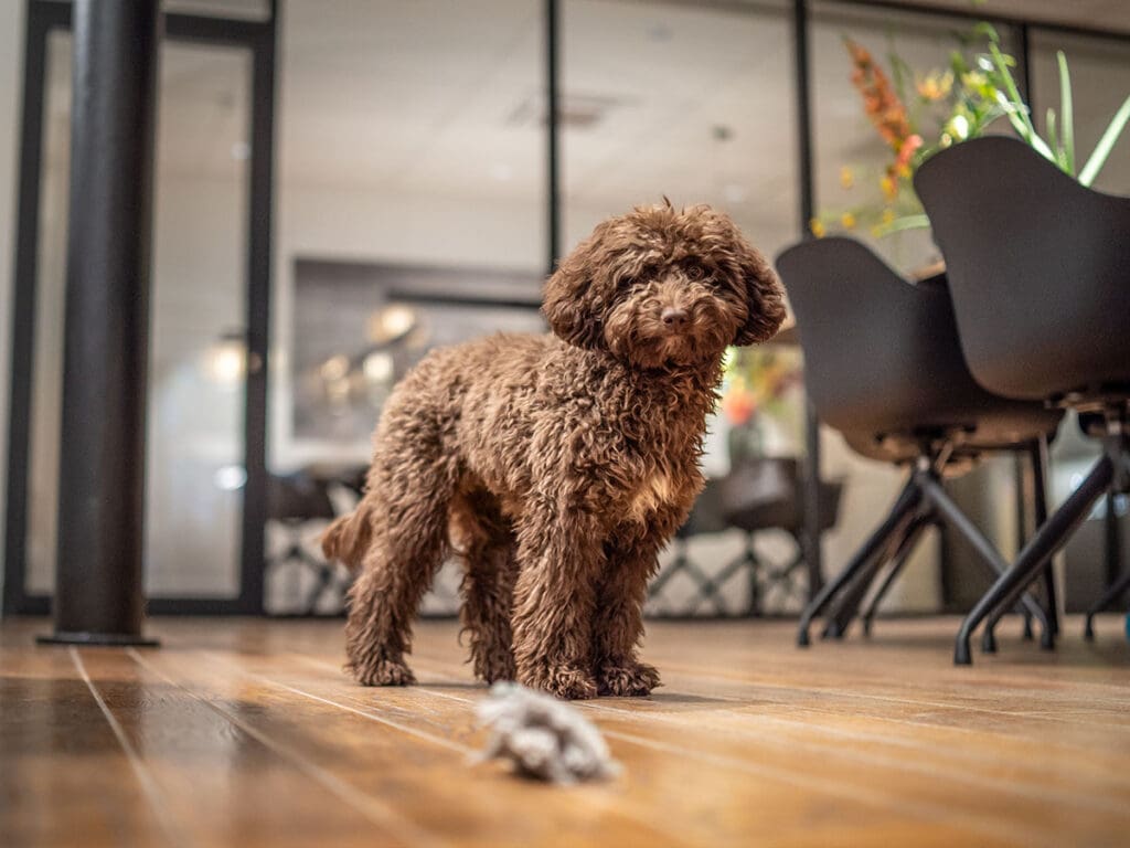 Office dog Meki Office dog Meki.